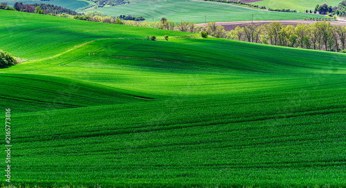 Rolling green agricultural fields in South Moravia, Czech Republic, known as the Moravian Tuscany, with gently undulating hills, crop patterns, tree lines and a picturesque rural landscape.