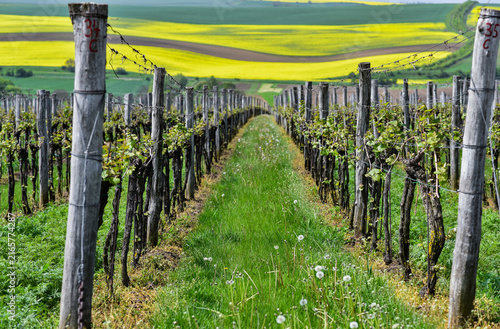 Rolling green agricultural fields in South Moravia, Czech Republic, known as the Moravian Tuscany, with gently undulating hills, crop patterns, tree lines and a picturesque rural landscape.