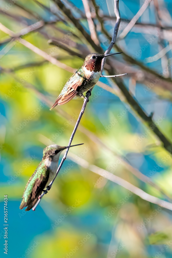 Naklejka premium Mature and Juvenile Ruby-throated Hummingbirds Perched Together on Small Branch