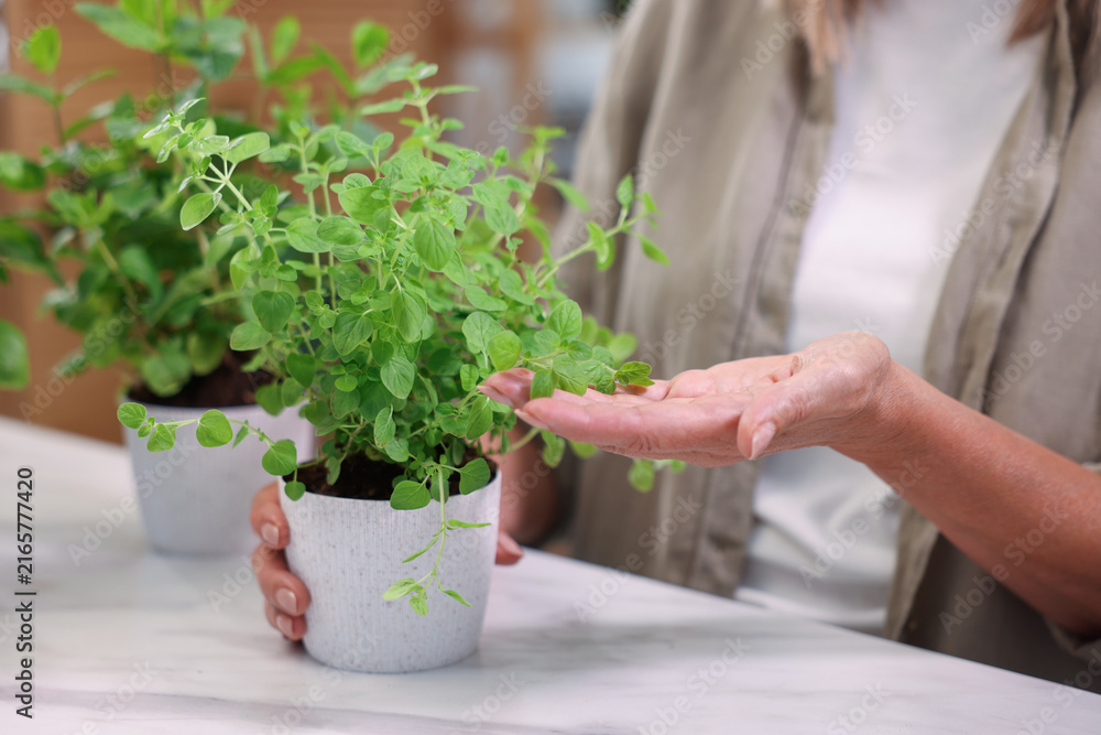 Fototapeta premium Woman with aromatic potted herbs at light countertop indoors, closeup