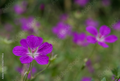 Blue wildflowers in the meadow swaying in the wind. (Geranium palustre).