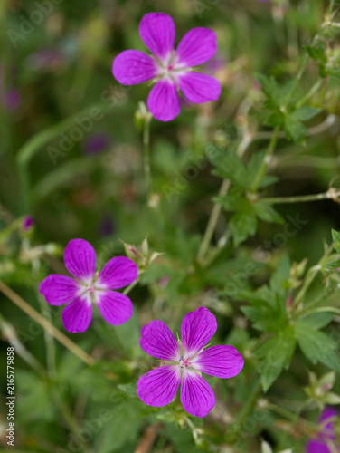 Blue wildflowers in the meadow swaying in the wind. (Geranium palustre).