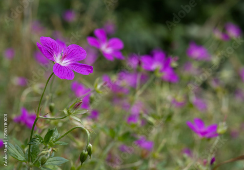 Blue wildflowers in the meadow swaying in the wind. (Geranium palustre).