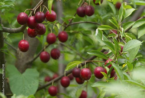 Ripe red plums on tree branches with green leaves in the garden.