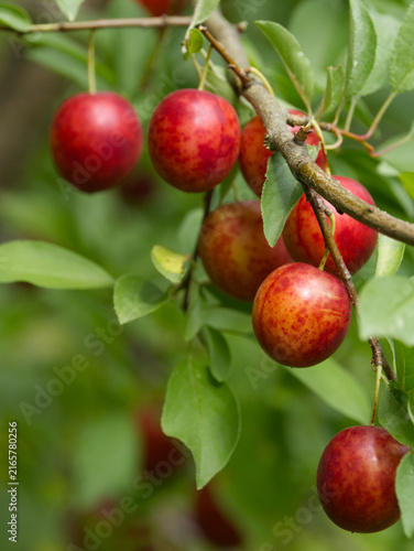 Ripe red plums on tree branches with green leaves in the garden.