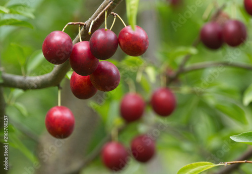 Ripe red plums on tree branches with green leaves in the garden.