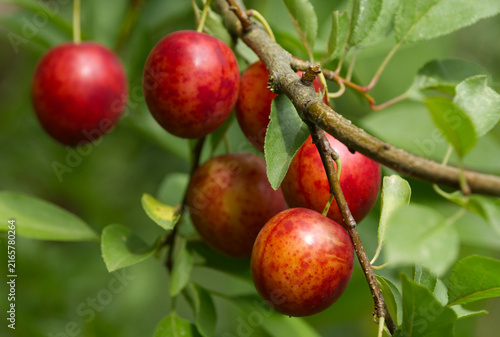 Ripe red plums on tree branches with green leaves in the garden.