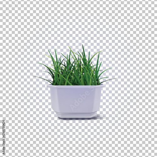green grass in a pot vector on transparent background