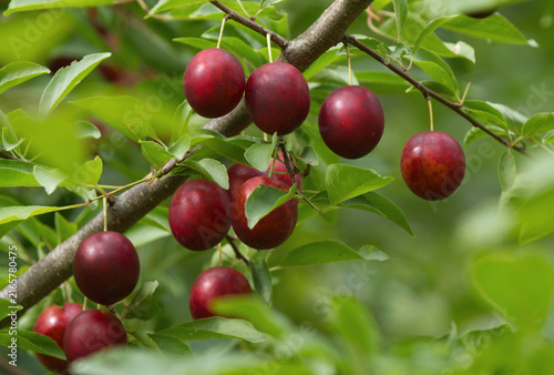 Ripe red plums on tree branches with green leaves in the garden.