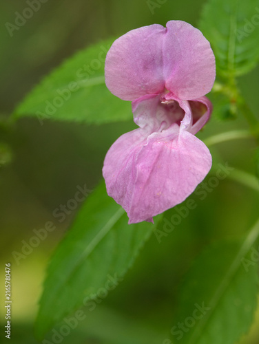 Wild flowers in the summer forest.