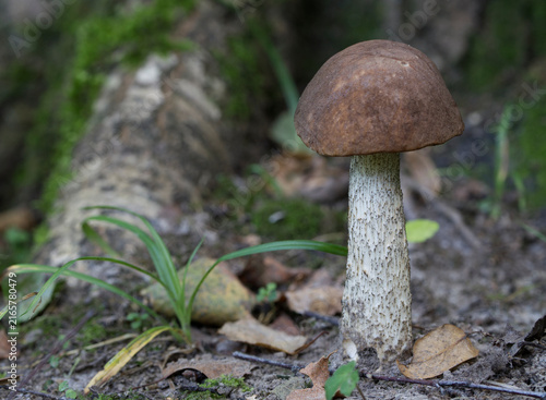 Edible mushroom growing in the autumn forest (Leccinum scabrum).