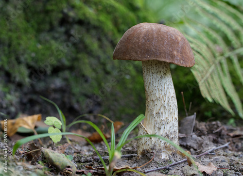 Edible mushroom growing in the autumn forest (Leccinum scabrum).