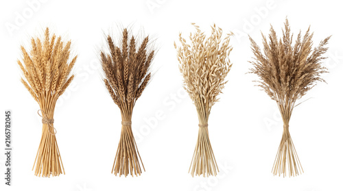 four dried grain bundles isolated on transparent background png