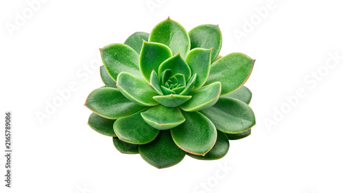 Fotografie A green fresh echeveria succulent plant rosette isolated on transparent background