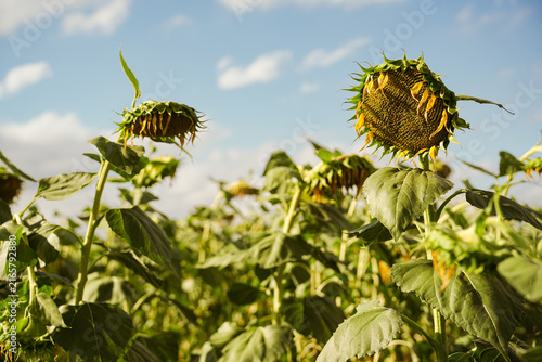 Sunflowers wilt under prolonged drought and extreme summer temperatures.