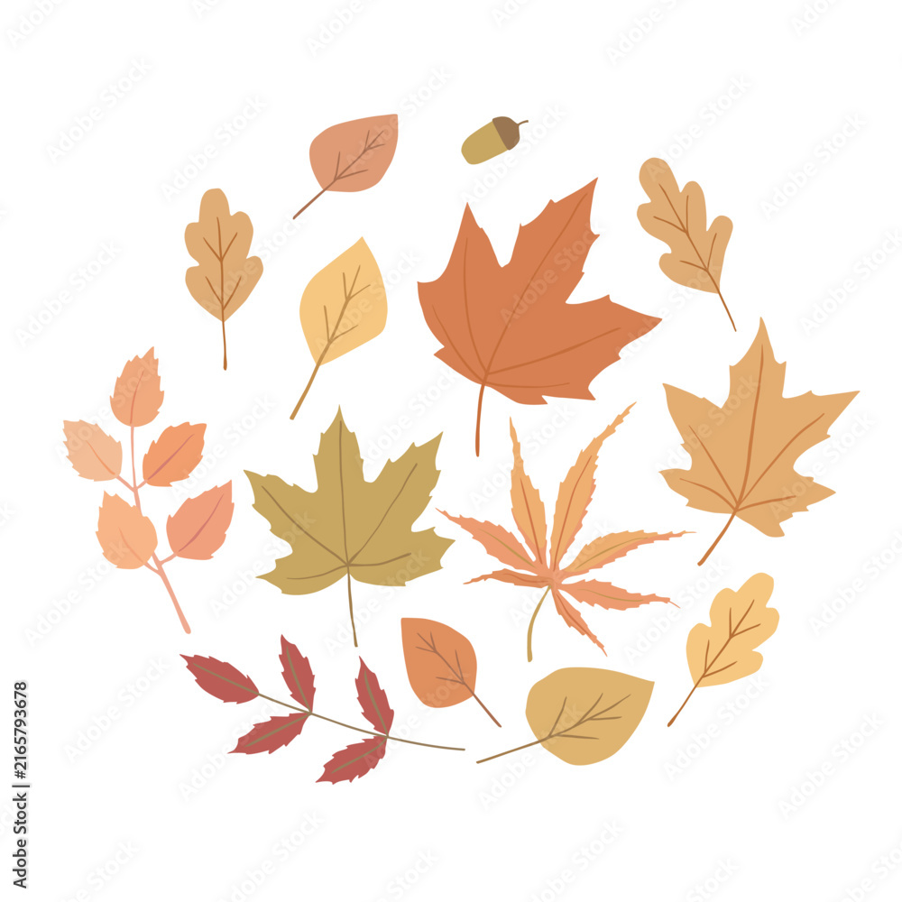 Naklejka premium Vector leaves. Autumn set. Isolated images on white background.