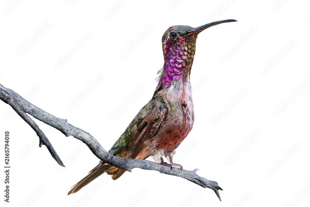 Naklejka premium Lucifer Hummingbird (Calothorax lucifer) Photo, Perched and Showing His Colors, Over a Transparent, Isolated PNG Background