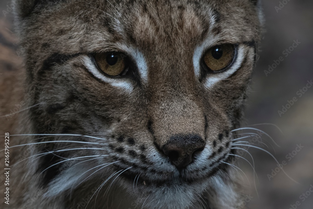 Fototapeta premium An Eurasian lynx (Lynx lynx)