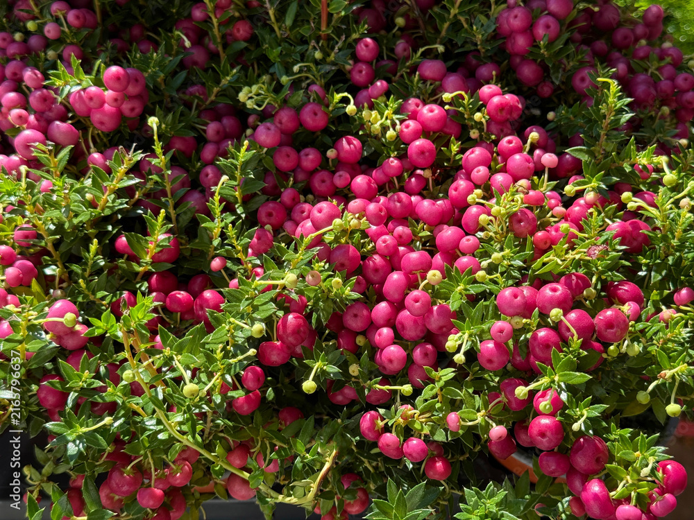 Obraz premium Gaultheria mucronata Pernettya mucronata prickly heath.