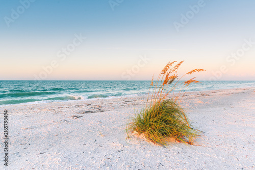 Bild auf Leinwand Morning light on a clump of sea oats on one of Sanibel's pristine beaches with t
