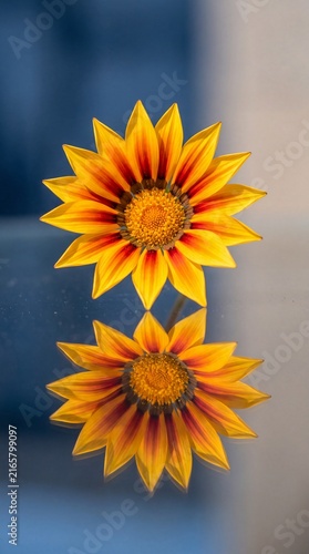 Close-up of a vibrant yellow and red Gazania flower with a perfect symmetrical reflection on a dark surface