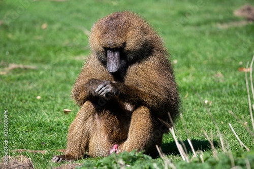 Photography A Guinea Baboon (Papio papio) sitting on the grass.