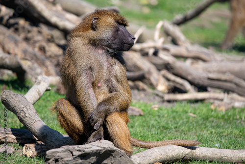 Photography A Guinea Baboon (Papio papio) sitting on the grass.