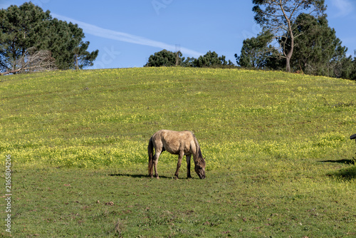 Cuadro en lienzo Horse grazing green meadow under blue sky