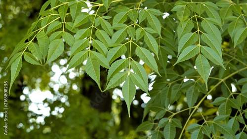 Photography Vibrant green neem leaf branches close-up showing detailed pinnate leaflets and serrated edges, lit by natural sunlight with soft bokeh background outdoors
