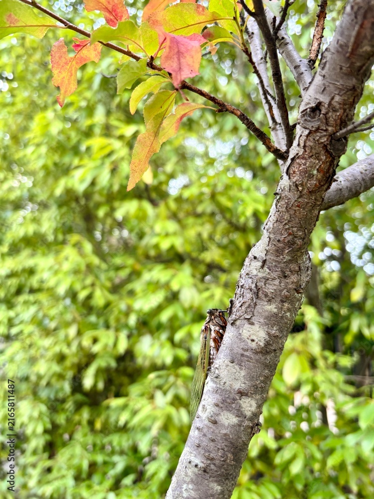 Obraz premium Cicada on a tree trunk with autumn leaves
