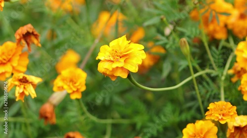 A flowerbed full of yellow-orange tagetes, orange-red blossoms of a tagetes flower, blossoms wet from the rain, gently blowing in the wind, green background, tagetes