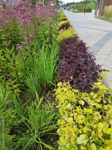 Obraz na plátně Colorful flower beds in a landscaped pathway with greenery