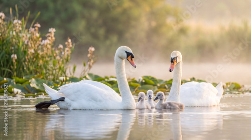 Pair of wild Mute Swan waterfowl swimming peacefully alongside three fluffy grey cygnet babies in calm shallow lake water during a misty golden hour sunrise