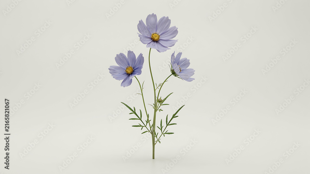 Obraz premium Three light purple cosmos flowers with green stems and leaves isolated on a transparent background