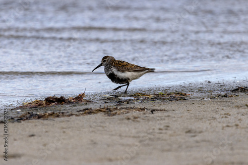 Alpenstrandläufer im Naturschutzgebiet Schmoel Ostsee