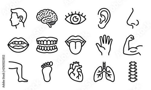 Set of human anatomy and body parts line icons representing health science and medical biology concepts
