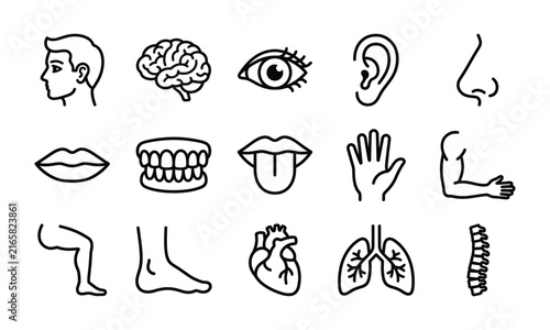 Set of human anatomy icons representing various body parts organs and systems in a simple line art style