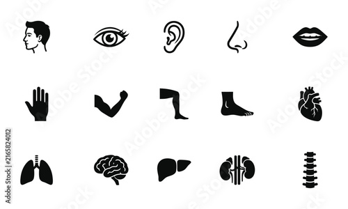 Set of human anatomy icons representing external body parts and internal organs for medical and educational design