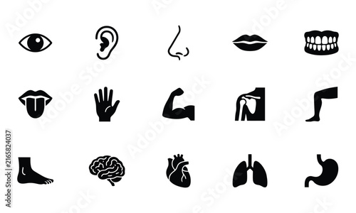 Set of human body parts and internal organs outline icons for medical and health care design
