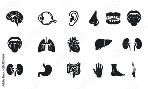 Set of black and white color fill human anatomy  representing internal organs and body parts for medical education