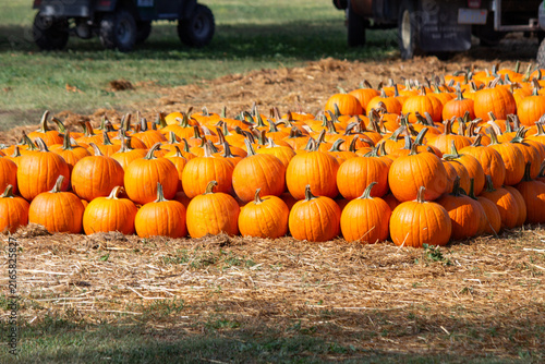 Large field of vibrant orange pumpkins neatly arranged in rows on straw at an outdoor farm patch during the autumn harvest season