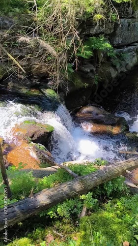a small waterfall on a mountain river among a dense spruce forest