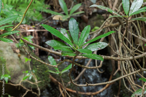 Fotografie Close-up of Rhododendron ponticum leaves in the humid woodland of Los Alcornocal