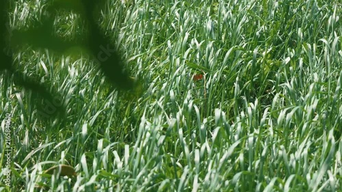 Bright sunlight and green grass swaying in the breeze