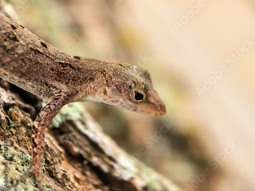 Konstfotografi Close-up Profile of a Small Brown Lizard Resting on Natural Rough Tree Bark in t