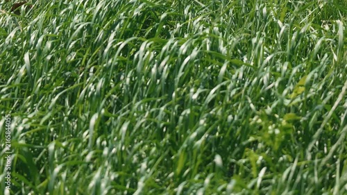 Bright sunlight and green grass swaying in the breeze