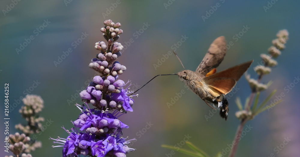 Naklejka premium Hummingbird hawk-moth in flight on violet flower, Macroglossum stellatarum 