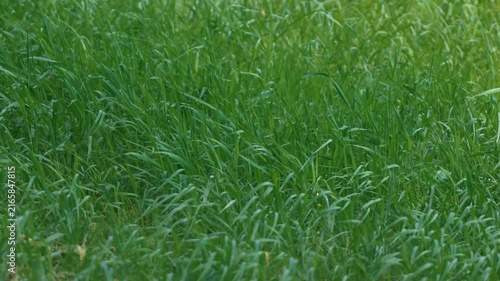 Bright sunlight and green grass swaying in the breeze