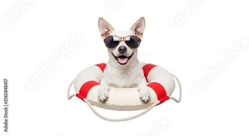 Happy chihuahua dog wearing sunglasses inside a red and white lifebuoy isolated on white background