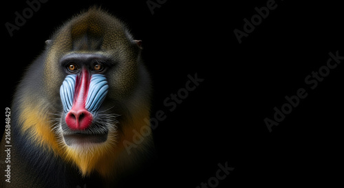 Portrait of a Vibrant Mandrill with Colorful Facial Markings Isolated on a Solid Black Background for Wildlife Photography
